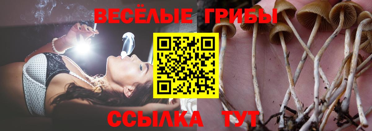 Галлюциногенные грибы мицелий Новозыбков